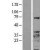Western Blot: 14-3-3 beta/alpha Lysate [NBL1-17946] - Western Blot experiments. Left Lane: Control; Right Lane: Over-expression Lysate for YWHAB